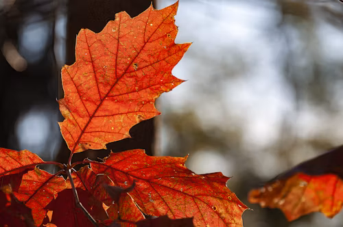 参考文献的标注格式到底是怎样的？